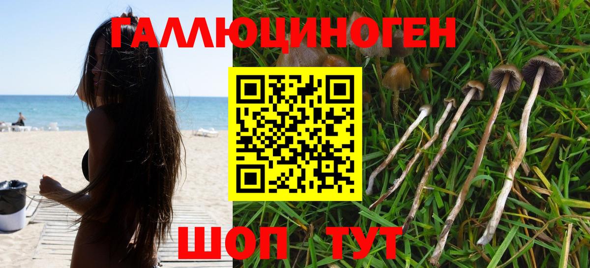 Галлюциногенные грибы Psilocybine cubensis Кубинка
